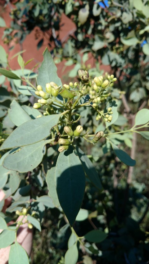 Santalum lanceolatum plantplacesimage20161228_063427.jpg