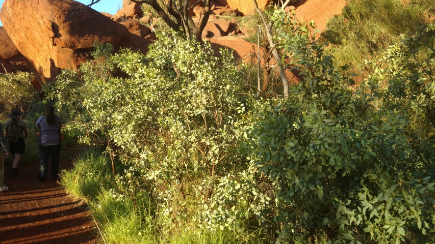 Santalum lanceolatum plantplacesimage20161228_063450.jpg