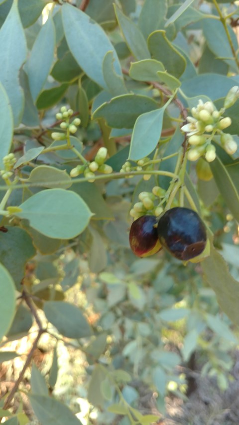 Santalum lanceolatum plantplacesimage20161228_063502.jpg