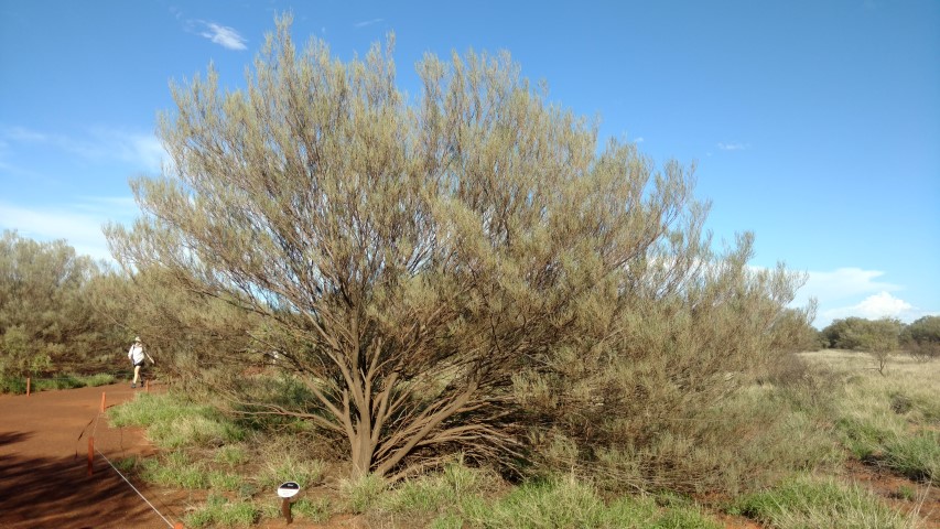 Acacia aneura plantplacesimage20161228_074948.jpg