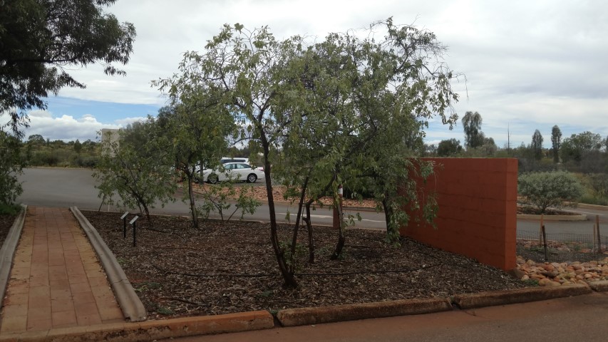 Santalum lanceolatum plantplacesimage20161228_123554.jpg