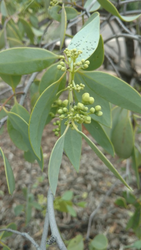 Santalum lanceolatum plantplacesimage20161228_123624.jpg