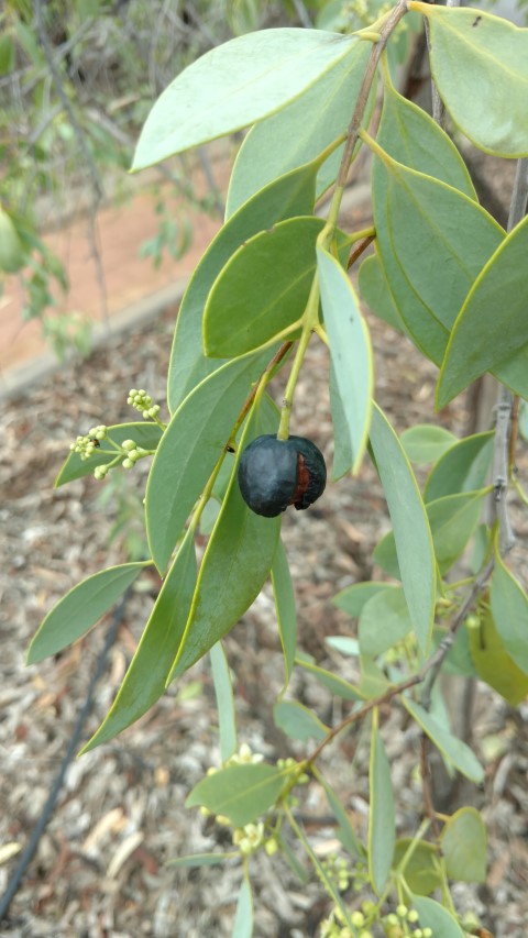 Santalum lanceolatum plantplacesimage20161228_123634.jpg