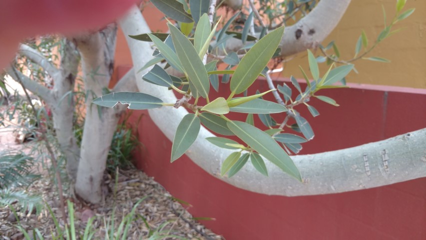 Ficus brachypoda plantplacesimage20161228_123828.jpg