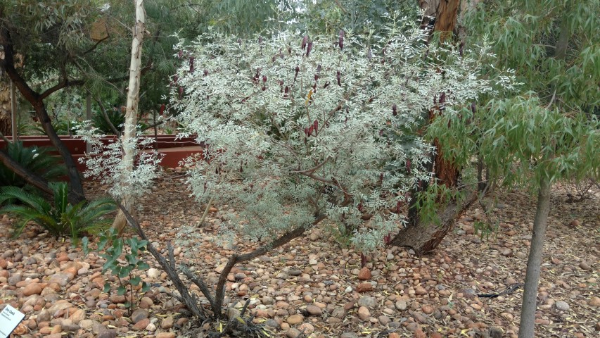 Senna artemisiodes plantplacesimage20161228_124026.jpg