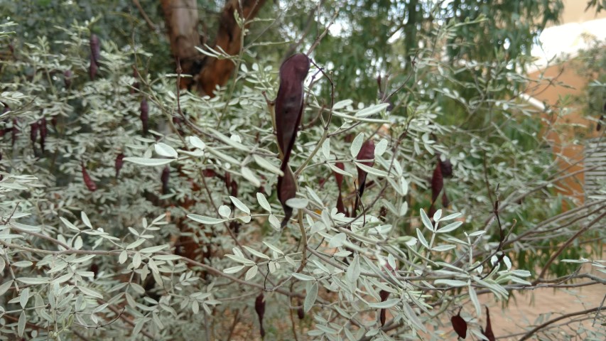 Senna artemisiodes plantplacesimage20161228_124042.jpg