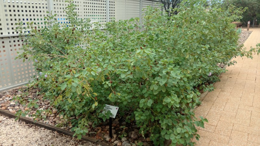 Gossypium sturtianum plantplacesimage20161228_130516.jpg
