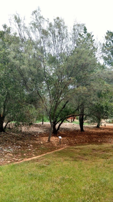 Acacia aneura plantplacesimage20161228_132237.jpg