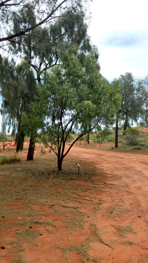 Santalum acuminatum plantplacesimage20161228_134135.jpg