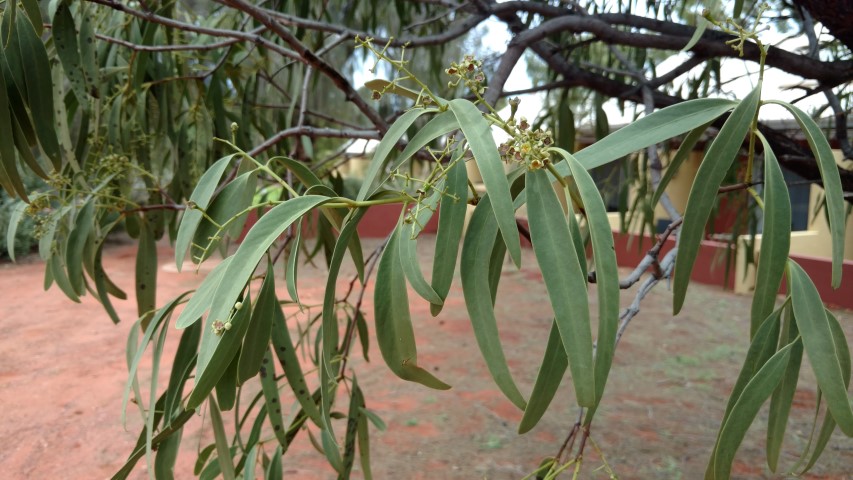 Santalum acuminatum plantplacesimage20161228_134248.jpg