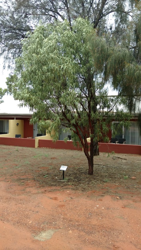 Santalum acuminatum plantplacesimage20161228_134358.jpg