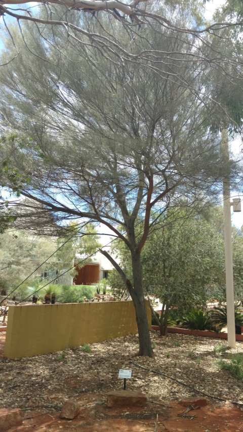 Acacia aneura plantplacesimage20161228_140218.jpg