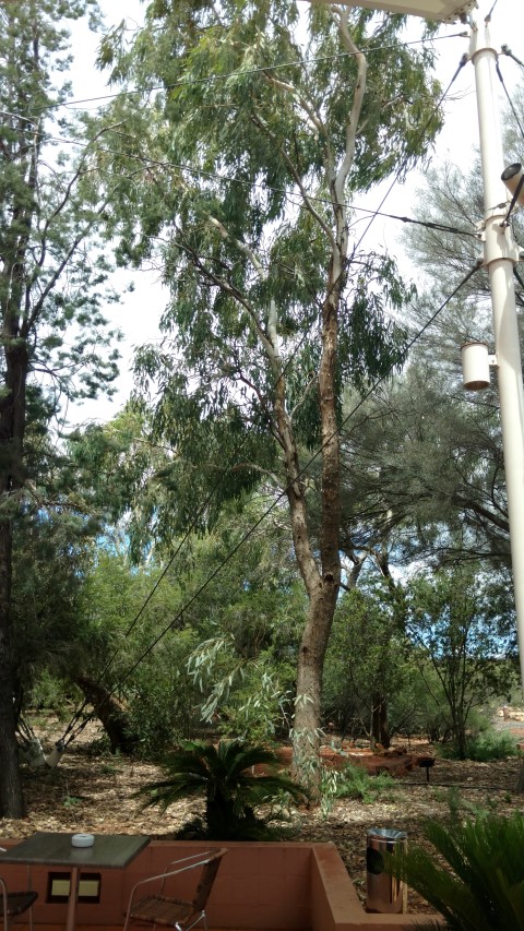 Eucalyptus intertexta plantplacesimage20161228_140432.jpg
