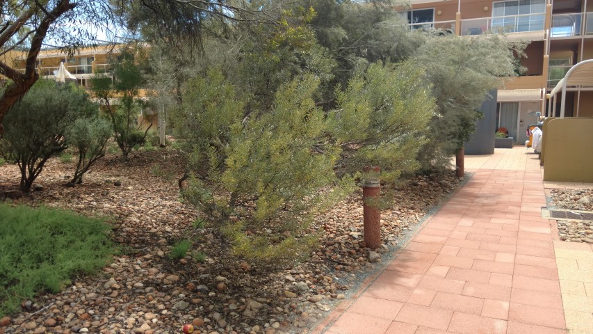 Acacia kempeana plantplacesimage20161228_141745.jpg