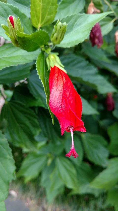 Malvaviscus arboreus plantplacesimage20170102_102923.jpg