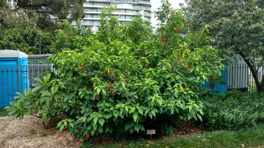 Malvaviscus arboreus plantplacesimage20170102_102930.jpg
