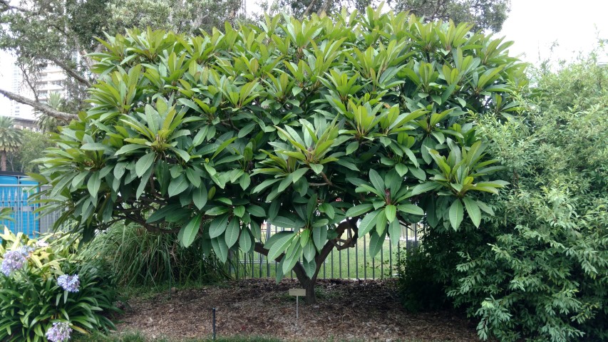 Plumeria rubra plantplacesimage20170102_103208.jpg