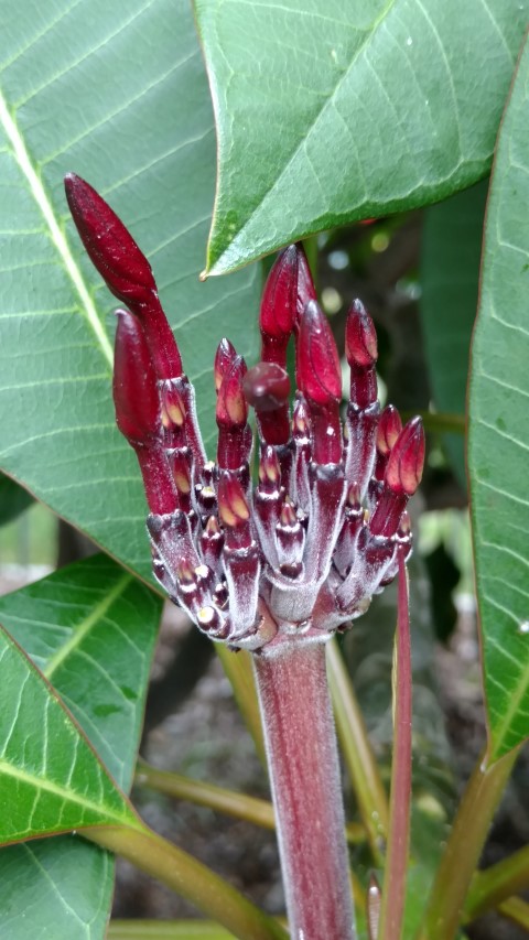 Plumeria rubra plantplacesimage20170102_103221.jpg