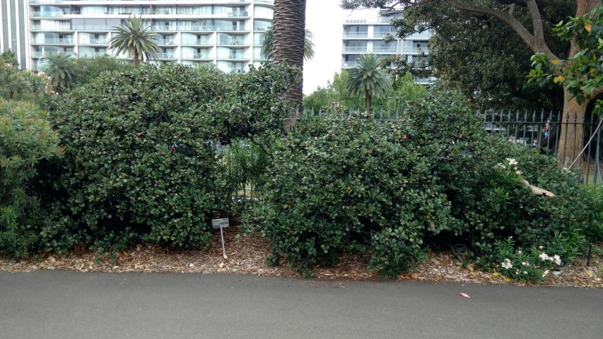 Rhaphiolepsis umbellata plantplacesimage20170102_103530.jpg