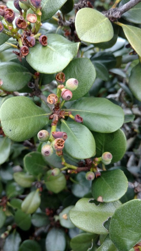 Rhaphiolepsis umbellata plantplacesimage20170102_103550.jpg