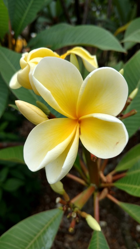 Plumeria spp plantplacesimage20170102_103922.jpg