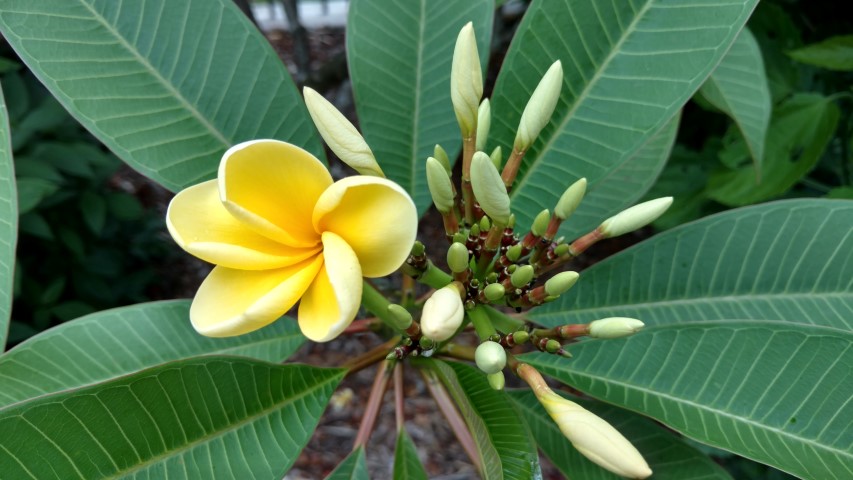 Plumeria spp plantplacesimage20170102_103933.jpg