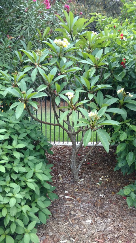 Plumeria spp plantplacesimage20170102_103944.jpg