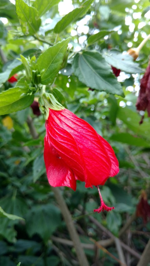 Malvaviscus arboreus plantplacesimage20170102_104003.jpg