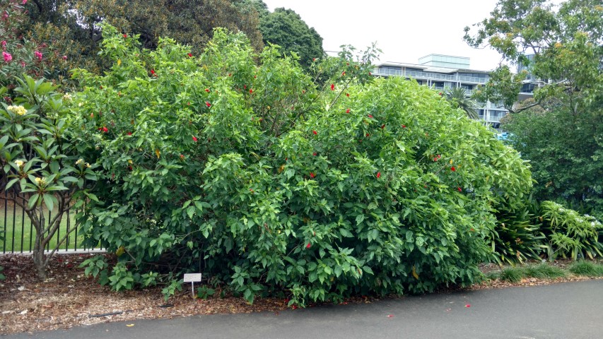 Malvaviscus arboreus plantplacesimage20170102_104018.jpg