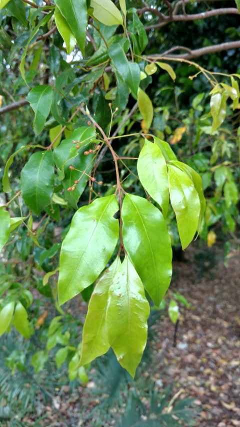 Syzygium oleosum plantplacesimage20170102_120834.jpg