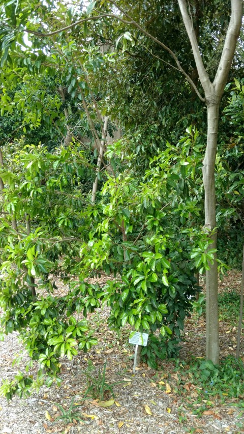 Diospyros ferrea plantplacesimage20170102_121241.jpg