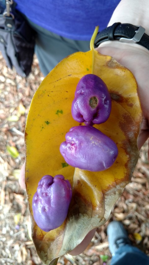 Syzygium papyraceum plantplacesimage20170102_122105.jpg