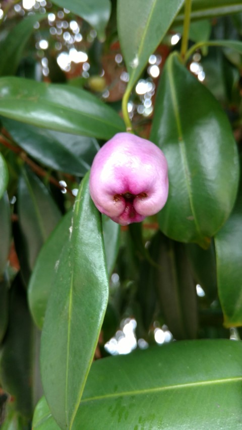 Syzygium papyraceum plantplacesimage20170102_122118.jpg