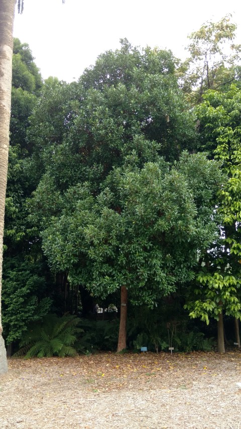 Syzygium papyraceum plantplacesimage20170102_122141.jpg