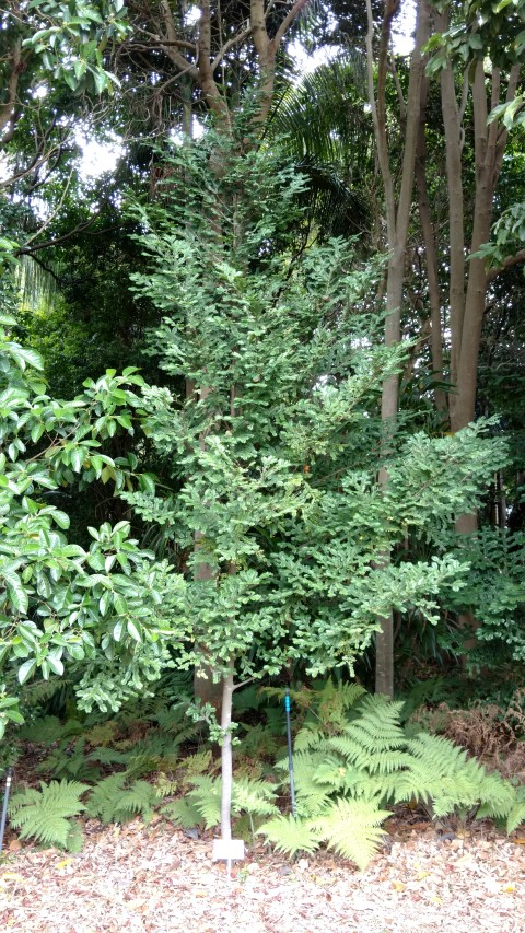 Prumnopitys ladei plantplacesimage20170102_122317.jpg