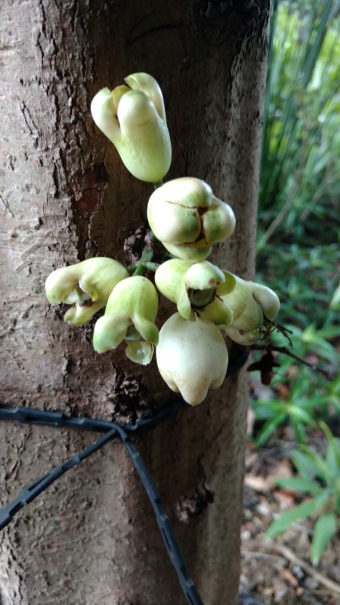 Syzygium erythrocalyx plantplacesimage20170102_122436.jpg