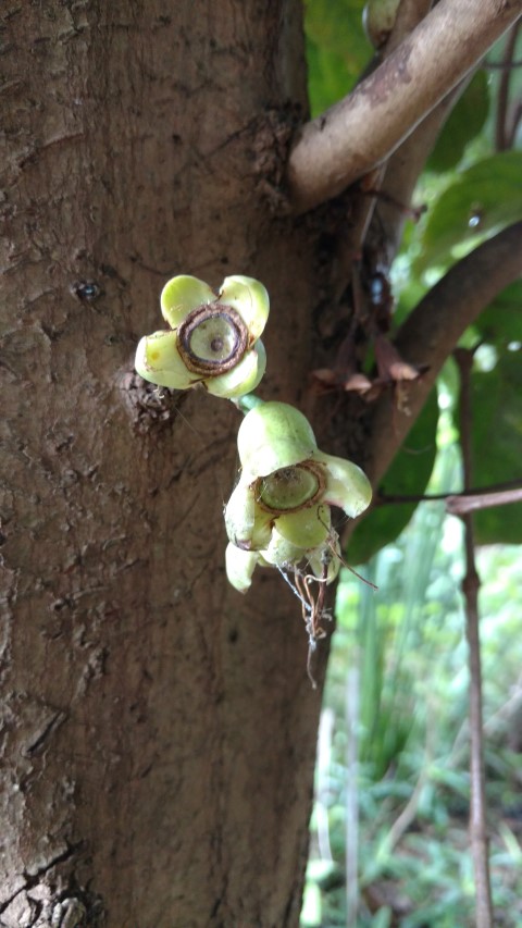 Syzygium erythrocalyx plantplacesimage20170102_122450.jpg