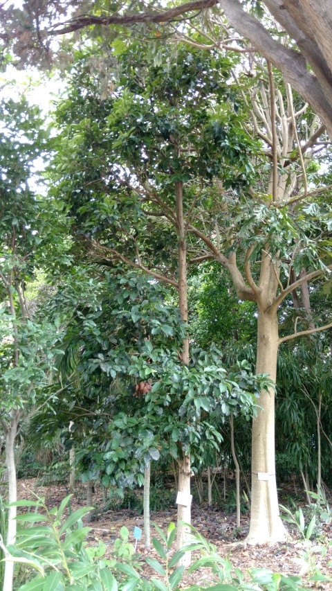 Syzygium erythrocalyx plantplacesimage20170102_122458.jpg