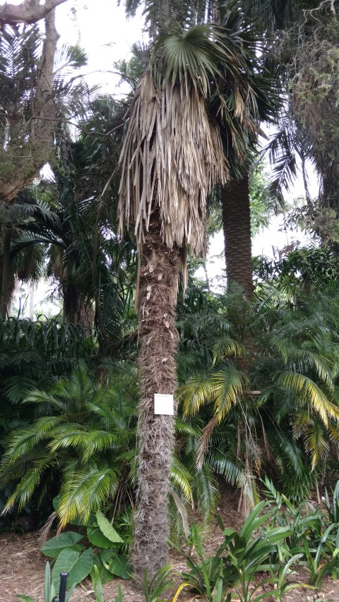 Trithrinax acanthocoma plantplacesimage20170102_123403.jpg