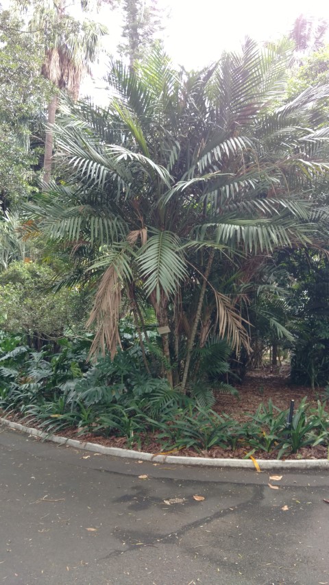 Laccospadix australica plantplacesimage20170102_123823.jpg