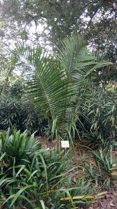 Ravenea dransfieldii plantplacesimage20170102_123919.jpg