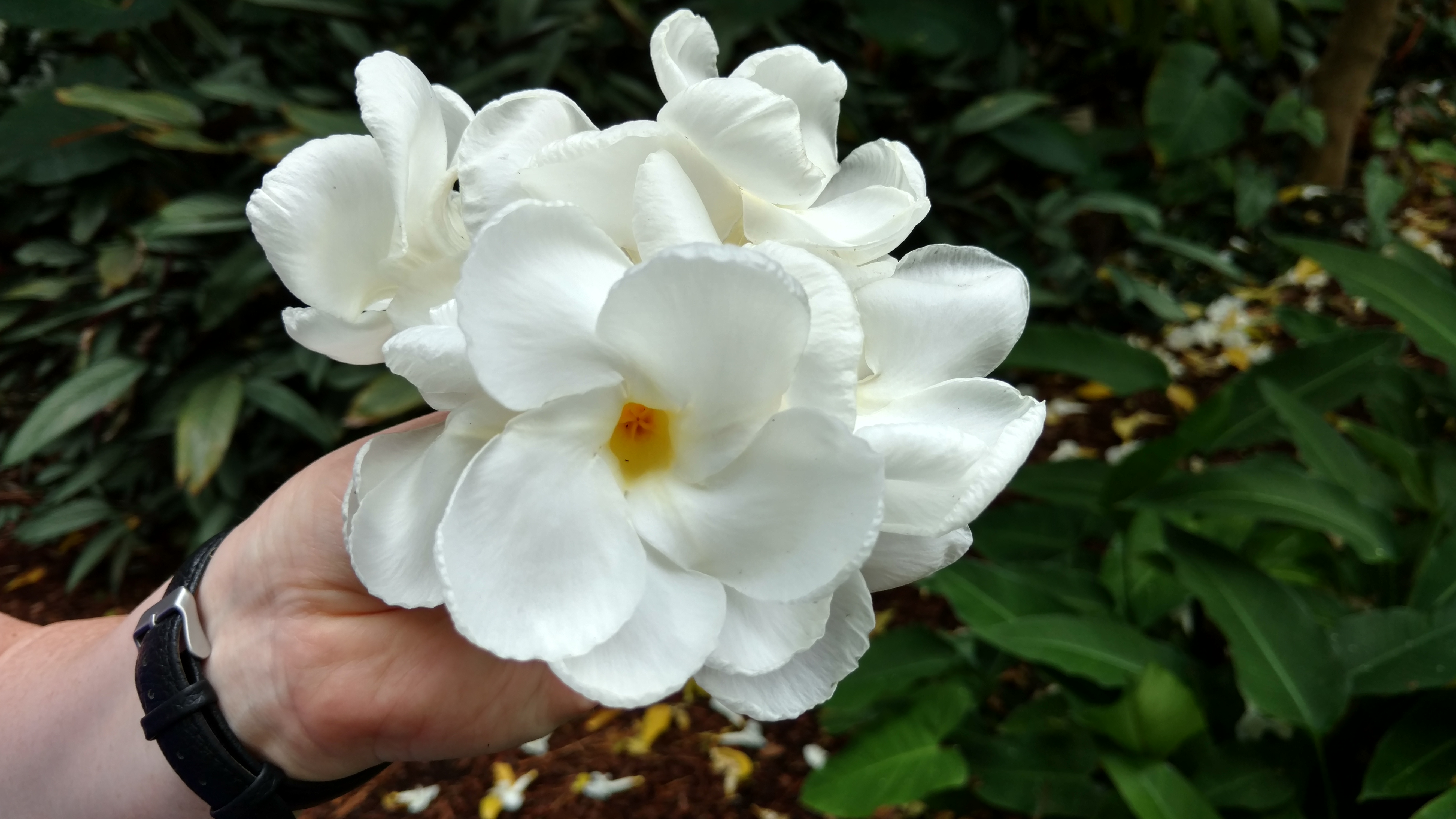 Tabernaemontana litoralis plantplacesimage20170102_125538.jpg