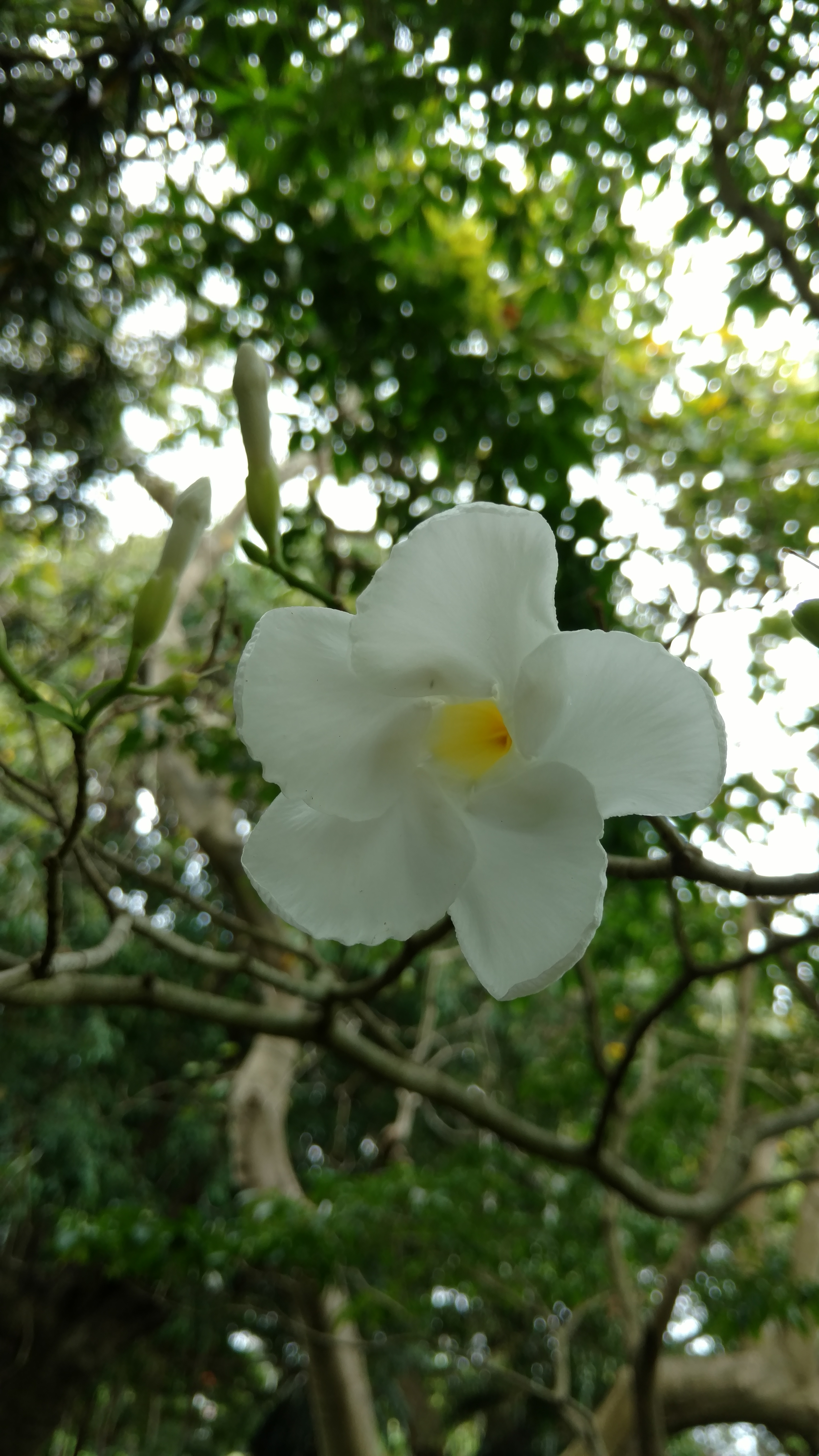 Tabernaemontana litoralis plantplacesimage20170102_125551.jpg