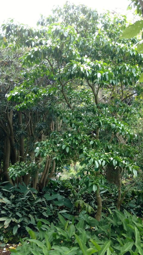 Tabernaemontana litoralis plantplacesimage20170102_125701.jpg