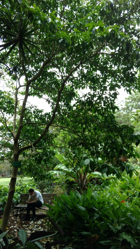 Tabernaemontana litoralis plantplacesimage20170102_125721.jpg