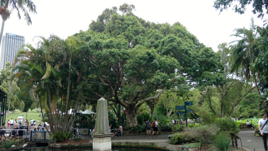 Syzygium francisii plantplacesimage20170102_125923.jpg