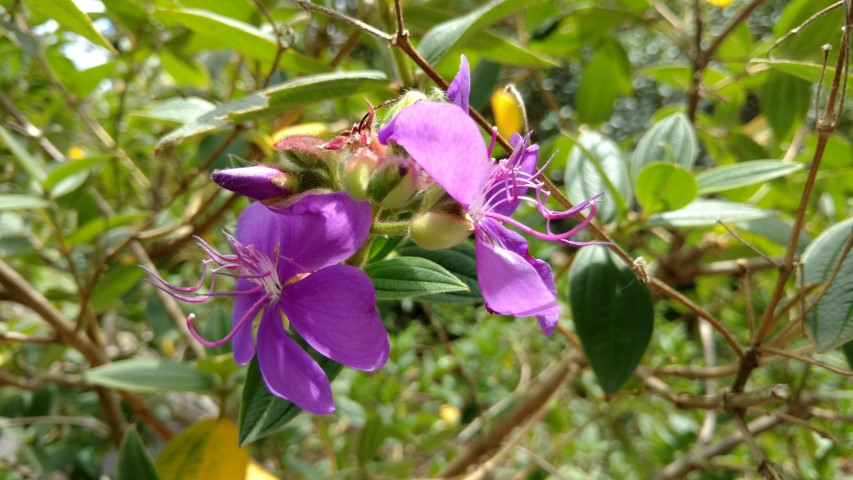 Tibouchina spp plantplacesimage20170102_130515.jpg