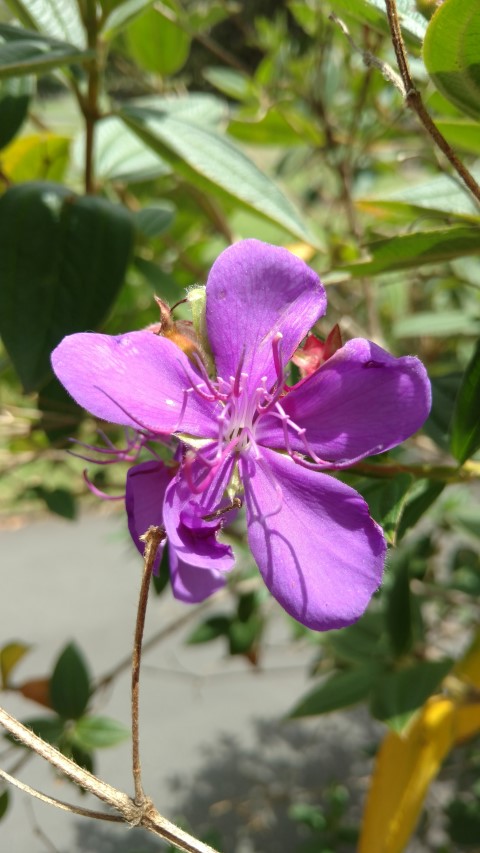 Tibouchina spp plantplacesimage20170102_130532.jpg