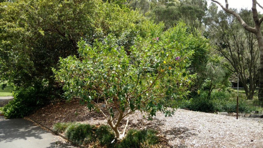 Tibouchina spp plantplacesimage20170102_130545.jpg