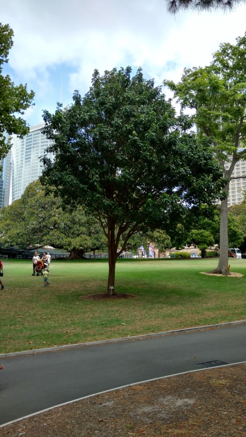 Rhodosphaera rhodanthema plantplacesimage20170102_131218.jpg